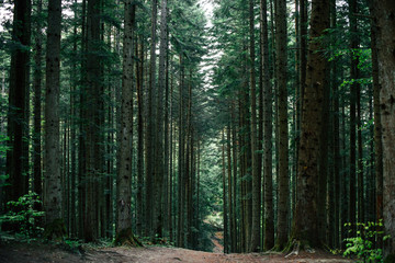 Nature, spring, tree, wood. Forest track. It can be used as a background