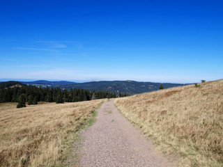 Fototapeta na wymiar Schwarzwald. Blick auf dem Gipfel des Herzogenhorns