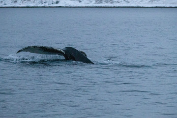 Obraz premium TRØMSO, Nord Norwegen | Polar- Kruezfahrten