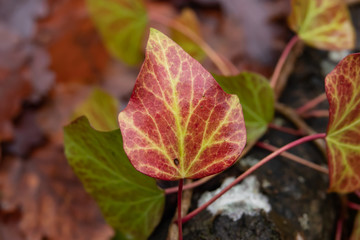 Red Ivy Leaf in Winter