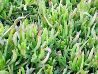 多肉植物のマクロ写真