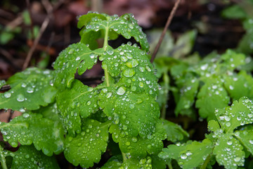 Fototapeta na wymiar Rain on Celandine Leaves in Winter