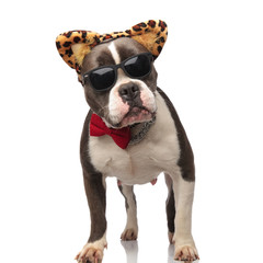 gentleman american bully wearing sunglasses and animal print headband