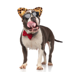 classy american bully with sunglasses and headband panting