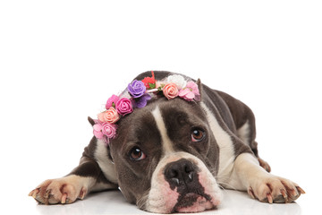 lovely american bully with flowers crown lying