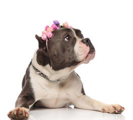 adorable american bully with fresh flowers headband looks to side