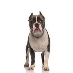 grey american bully wearing a chain necklace standing