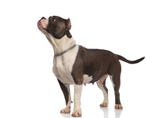 curious american bully wearing chain collar looking up to side