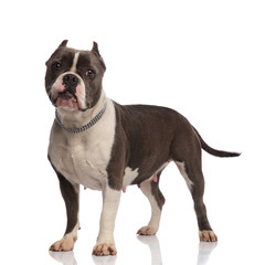 cute grey and white american bully with chain collar