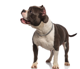adorable american bully with collar pants and looks to side