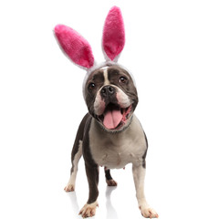 happy american bully wearing pink bunny ears with tongue exposed