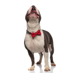 curious american bully wearing red bowtie and collar looks up