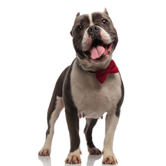 happy gentleman american bully with tongue exposed looks up