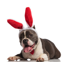 adorable american bully wearing bunny ears and bowtie relaxing