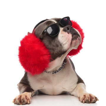 american bully wearing big red earmuffs looks up to side