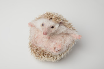 happy white hedgehog wants a hug