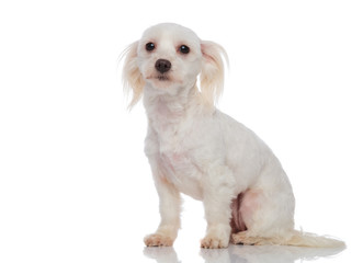 side view of adorable seated bichon
