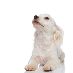 curious lying white bichon looks up to side