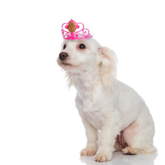 side view of adorable princess bichon looking up to side