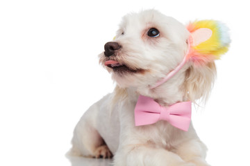 close up of elegant panting bichon looking up to side