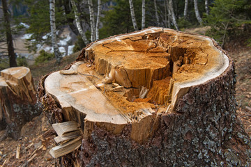 Baumstrunk am Wanderweg 