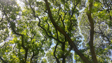 cloudy sky with tree in corner of view