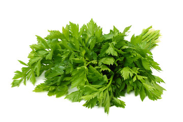 celery leaf isolated on white background. Celery isolated on white. Healthy food