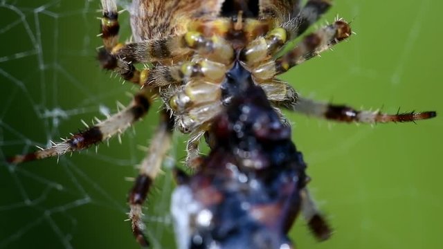European Garden Spider, Diadem Spider, Cross Spider, Crowned Orb Weaver, Araneus diadematus