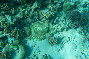 Beautiful coral reef in underwater sea