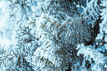 winter dark green larch branches in the snow close up