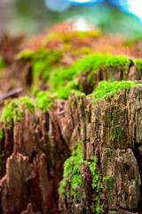 Blooming moss on the rocks close-up