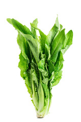 Leaf lettuce 