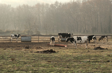 Cow farm, winter view, foggy forest background