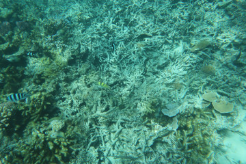 Fototapeta na wymiar Beautiful coral garden blue underwater sea