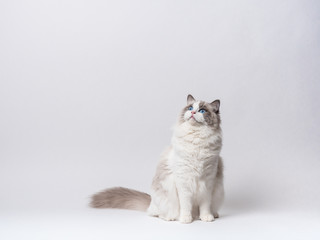 A beautiful cute female blue bicolor Ragdoll purebreed cat on a white background.