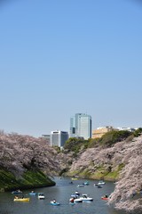 Cherry blossom in Tokyo