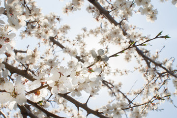 flowering apricot trees