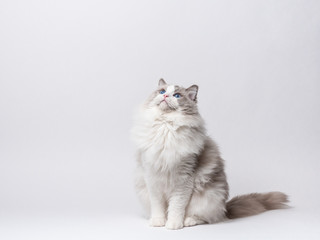 A beautiful male blue bicolor Ragdoll purebreed cat on a white background.