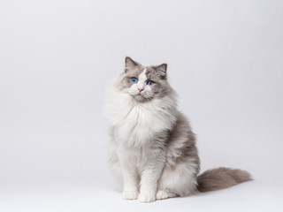 Fototapeta na wymiar A beautiful male blue bicolor Ragdoll purebreed cat on a white background.