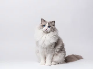 Fototapeten A beautiful male blue bicolor Ragdoll purebreed cat on a white background. © madeinitaly4k
