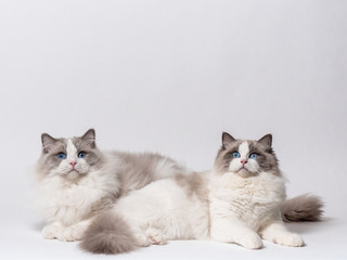 A beautiful cute couple of blue bicolor Ragdoll purebreed cats on a white background. © madeinitaly4k