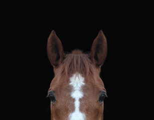close-up of top of horses head against black background