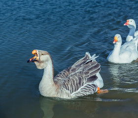 Fototapeta premium Geese on the Lake
