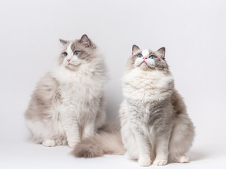 A beautiful cute couple of blue bicolor Ragdoll purebreed cats on a white background.