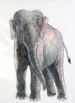 water color paiting illustration on canvas - asia elephant
