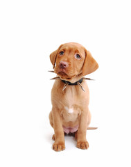 fox red labrador puppy wearing a spikey collar sitting facing forward in white setting
