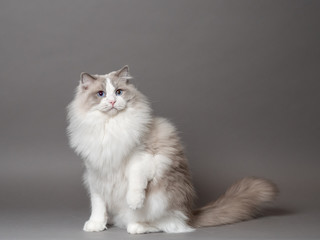 A beautiful male blue bicolor Ragdoll purebreed cat on a gray background.