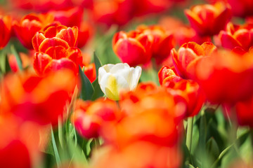 Single white Dutch tulip growing in a red flower bed