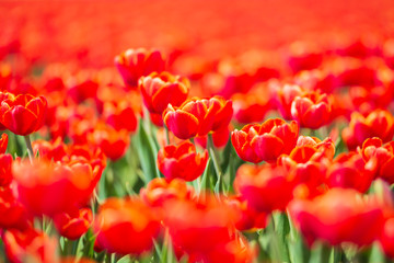 Closeup of rows Dutch red tulips in a flower field Holland