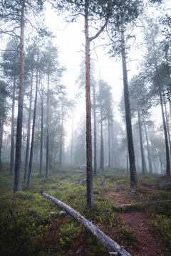 Nebel